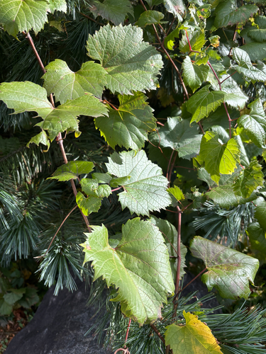 riverbank grape