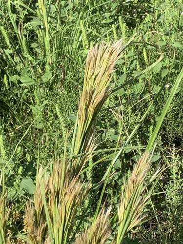 Maritime Bushy Bluestem