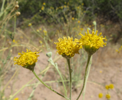 Hymenopappus filifolius lugens
