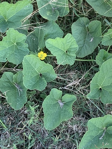 Muskmelon