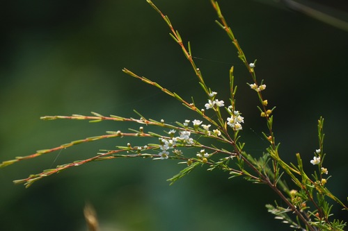 Baeckea frutescens observed 2026-10-15