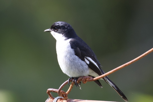 iNaturalist image