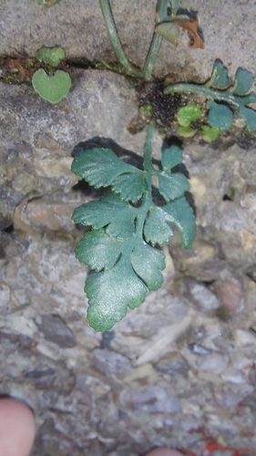 wall-rue