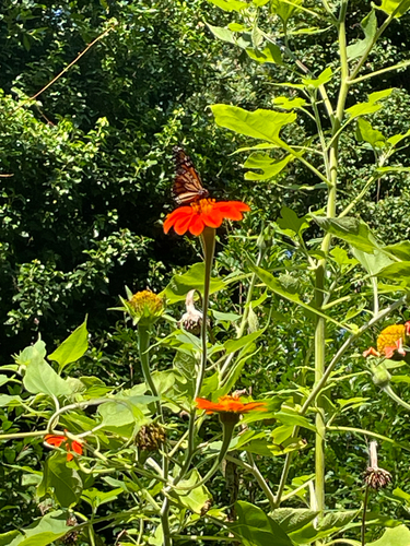 Monarch