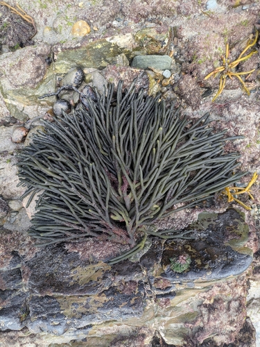 Codium tomentosum observed 2026-10-11
