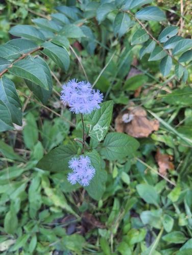 blue mistflower