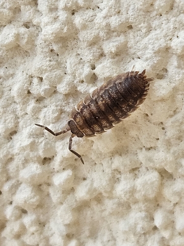 Common Rough Woodlouse