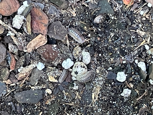 Nosy Pill Woodlouse