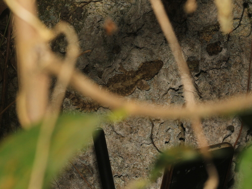 Gekko kuhli observed 2026-08-15