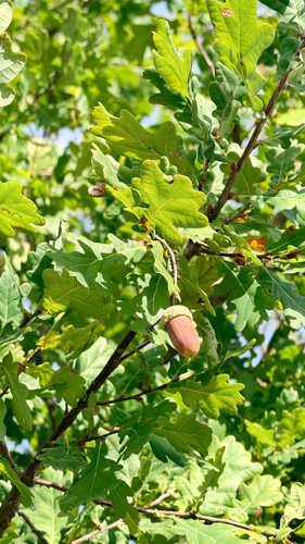 English oak