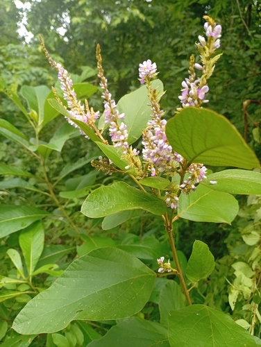 Polhillides velutina observed 2026-09-28