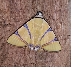 Image of Eulepidotis affinis