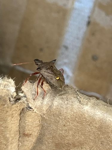 Spiny Shield Bug