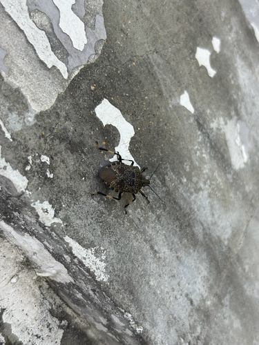 Yellow-spotted Stink Bug