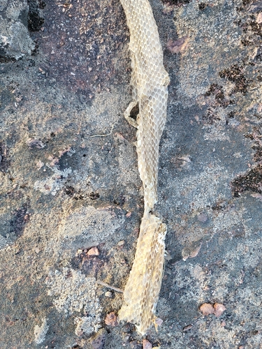 Ladder Snake
