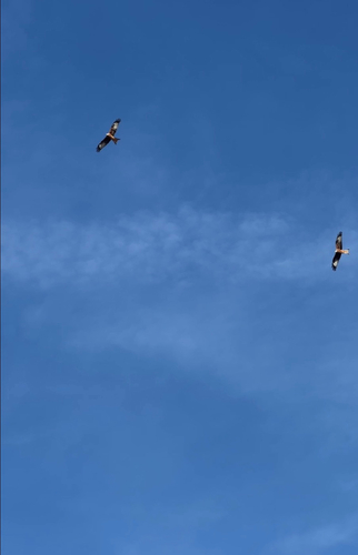 Red Kite