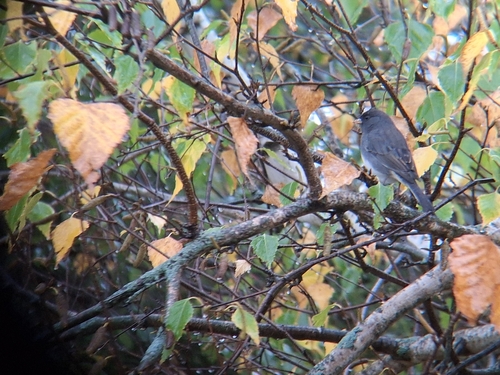 Dark-eyed Junco