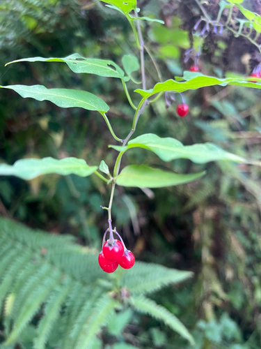 bittersweet nightshade
