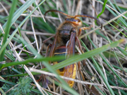 European Hornet