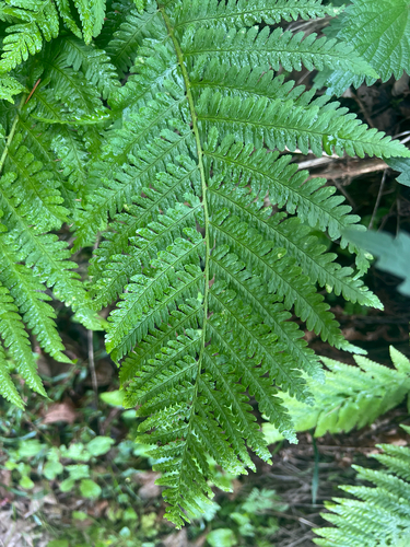 male fern