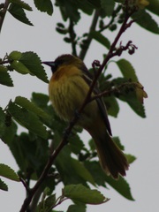 Icterus spurius