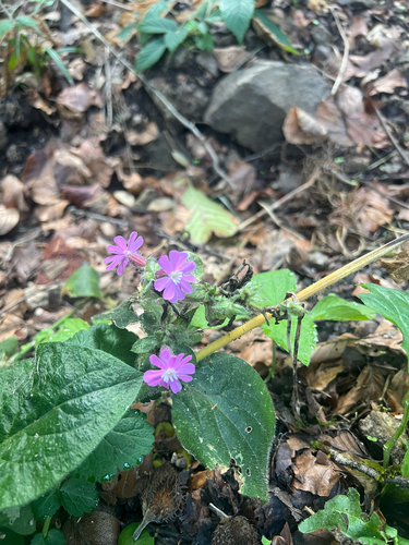 red campion