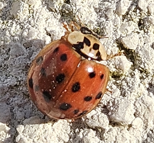 Asian Lady Beetle