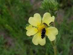 Acmaeodera
