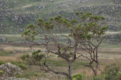 Vochysia thyrsoidea