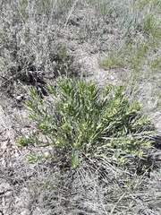 Lithospermum ruderale