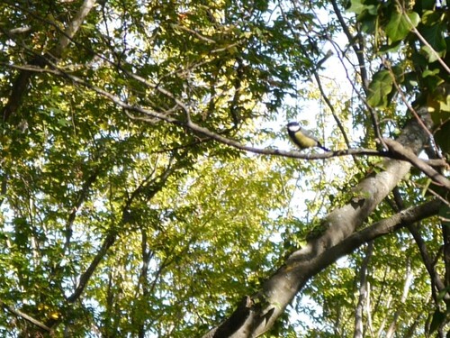 Great Tit