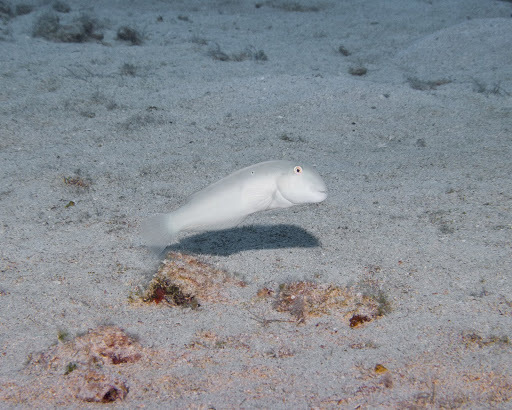 Cymolutes