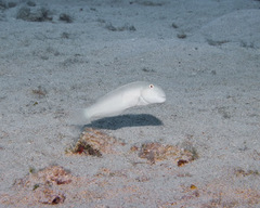Cymolutes lecluse