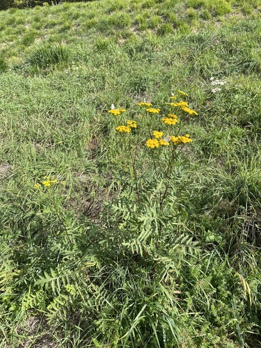 Common Tansy
