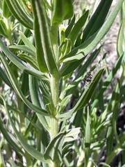 Lithospermum ruderale