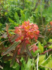 Euphorbia griffithii