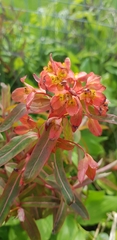 Euphorbia griffithii