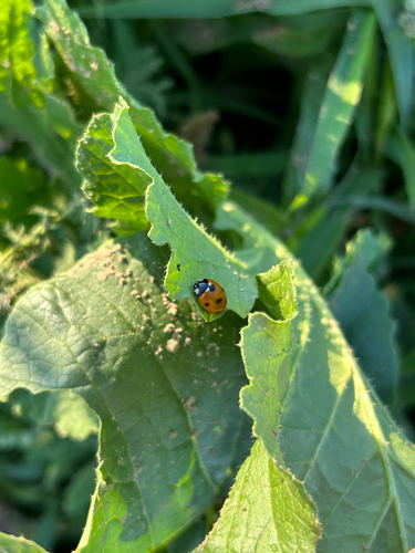 Seven-spotted Lady Beetle