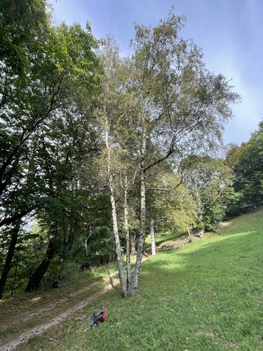 silver birch