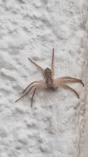 Eurasian Running Crab Spider