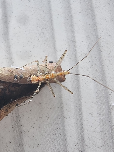 Leafhopper Assassin Bug