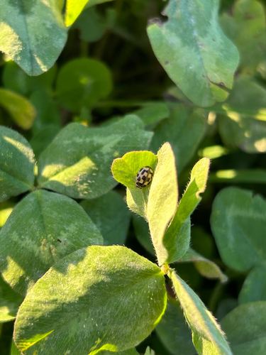 Fourteen-spotted Lady Beetle