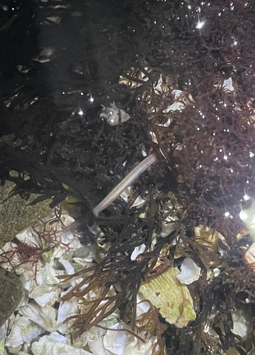 Polyophthalmus pictus observed 2026-10-13