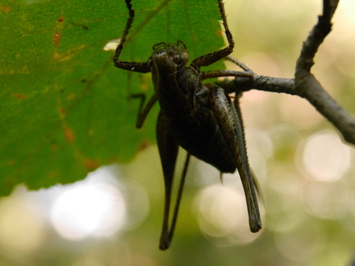 Dark Bush-cricket