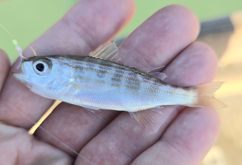 California Salema