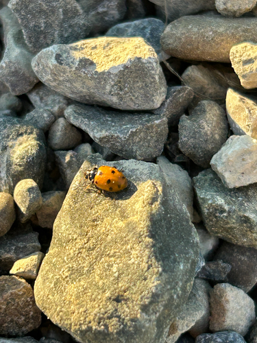 Variegated Lady Beetle