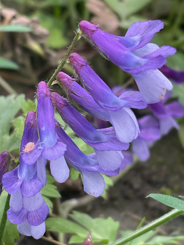 hairy vetch