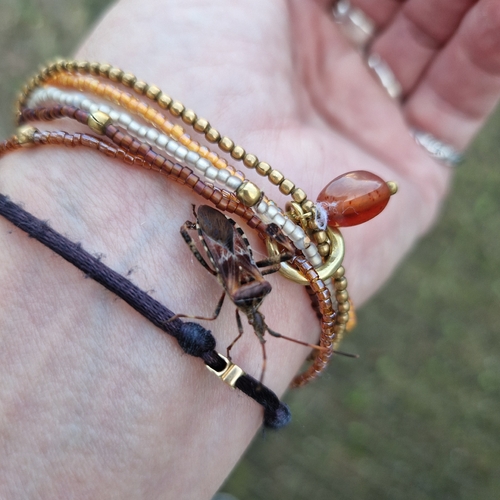 Western Conifer Seed Bug
