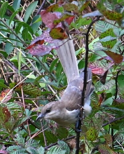 Black-billed Cuckoo observed by motherearthsfeathers