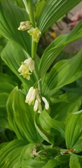 Polygonatum × hybridum